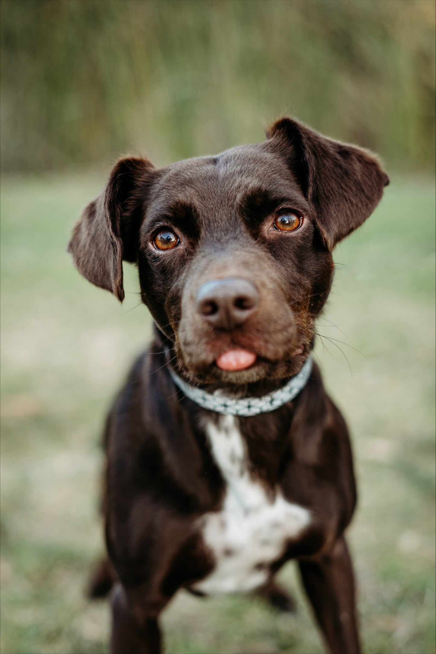Sema- Paws - Dog Friendly Picnic Trail