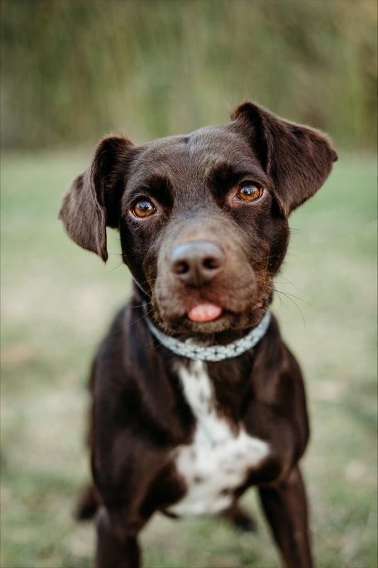 Sema- Paws - Dog Friendly Picnic Trail