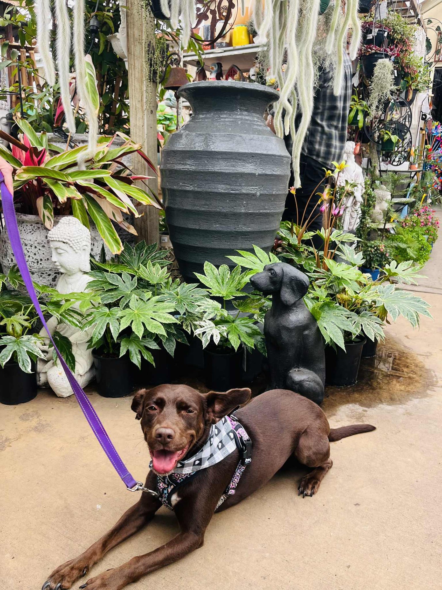 Sema- Paws - Dog Friendly Picnic Trail